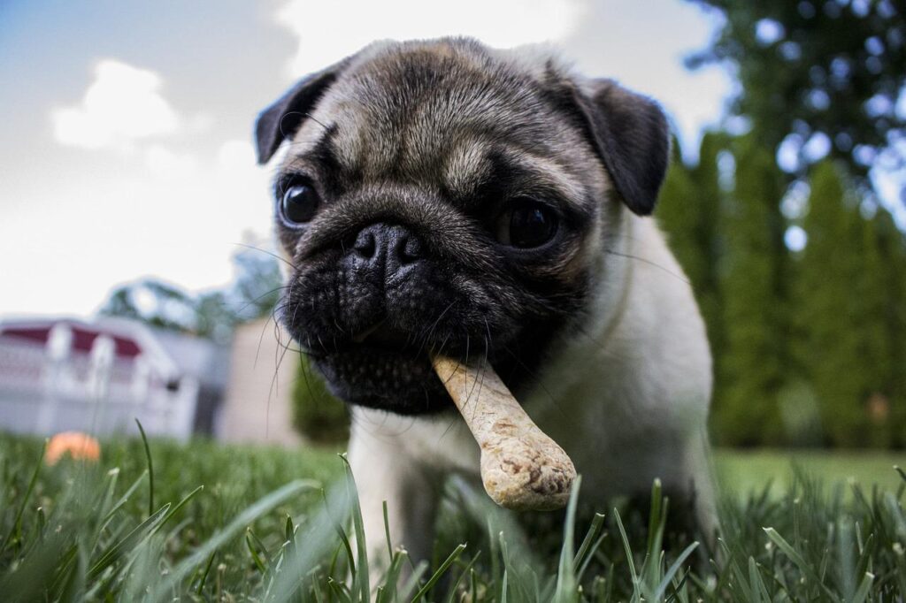 puppy, bone, dog-1502565.jpg